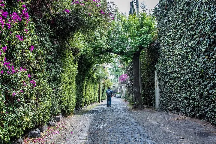 Kayak through the UNESCO floating gardens of Xochimilco, visit a working chinampa, spot the axolotl in its natural habitat & explore San Ángel. Kayak, lunch & guide included · 5.5 hours.